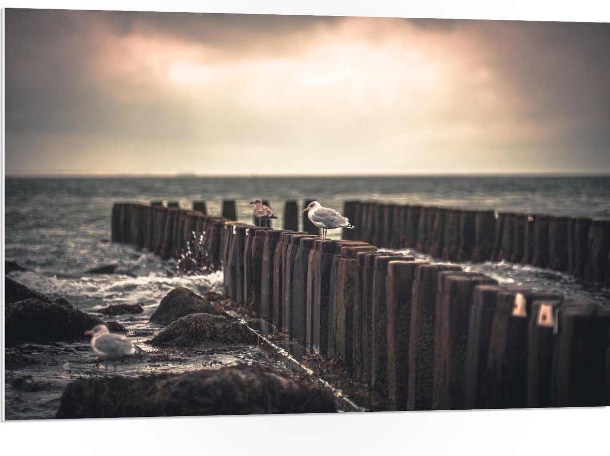 PVC Schuimplaat- Meeuwen op Houten Palen bij de Zee - 105x70 cm Foto op PVC Schuimplaat