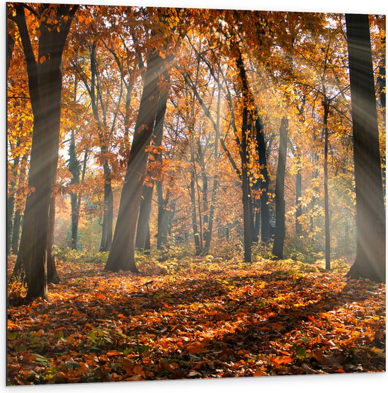Dibond - Bos in de Herfst met Zonnestralen door de Bomen - 100x100 cm Foto op Aluminium (Met Ophangsysteem)