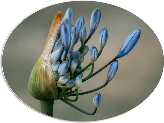 PVC Schuimplaat Ovaal - Blauwe Bloemen Groeiend uit Plant - 96x72 cm Foto op Ovaal (Met Ophangsysteem)