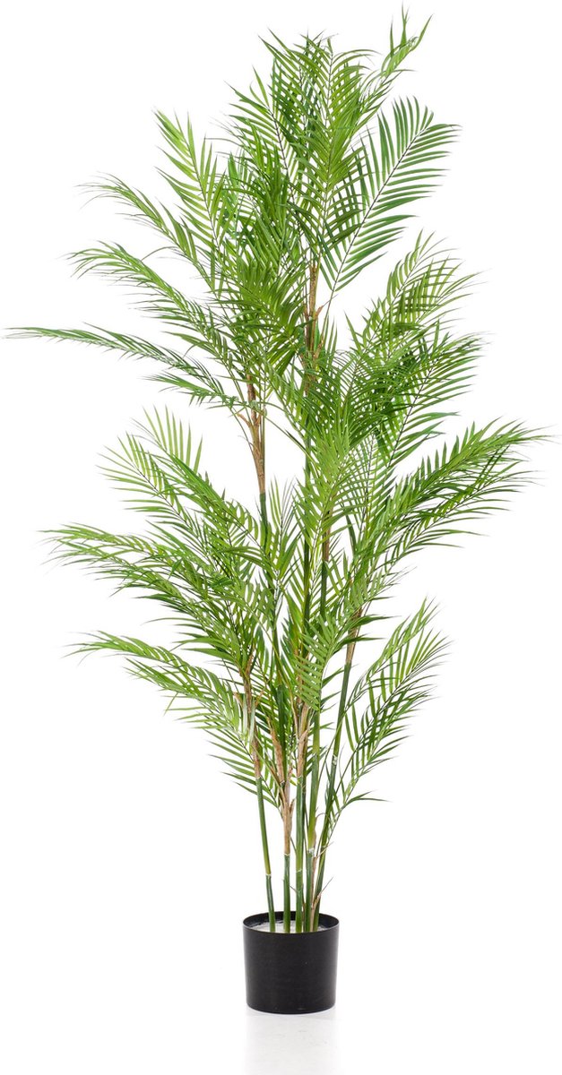 Bergpalm kopen