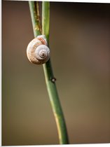 WallClassics - Panneau de mousse PVC - Escargot brun sur une branche verte étroite - Photo 60x80 cm sur panneau de mousse PVC