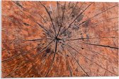 Acrylglas - Close-up van Textuur in Doorgesneden Boomstam - 75x50 cm Foto op Acrylglas (Met Ophangsysteem)