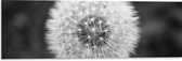 Dibond - Close-up van Niet Volgroeide Paardenbloem (Zwart- wit) - 90x30 cm Foto op Aluminium (Met Ophangsysteem)