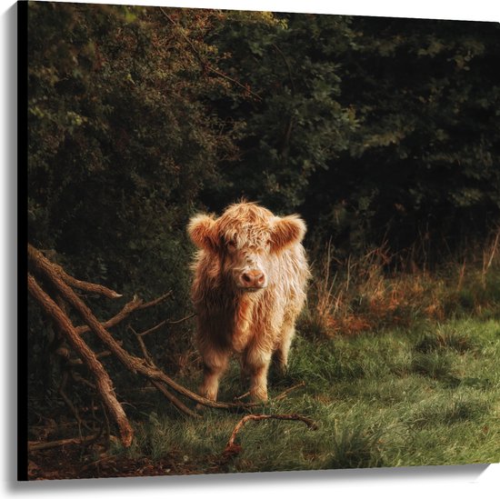 WallClassics - Canvas - Fluffy Bruine Schotse Hooglander in Begroeid Bos - 100x100 cm Foto op Canvas Schilderij (Wanddecoratie op Canvas)