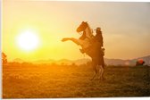 Acrylglas - Felle Grote Zon achter Stijgerend Paard met Cowboy - 60x40 cm Foto op Acrylglas (Wanddecoratie op Acrylaat)