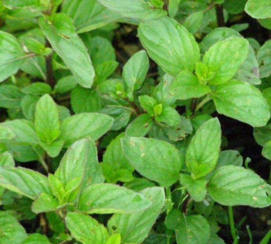 citroen muntplant - 6 stuks - kruidentuin - herbs - kruiden - mentha  citrata | bol.com