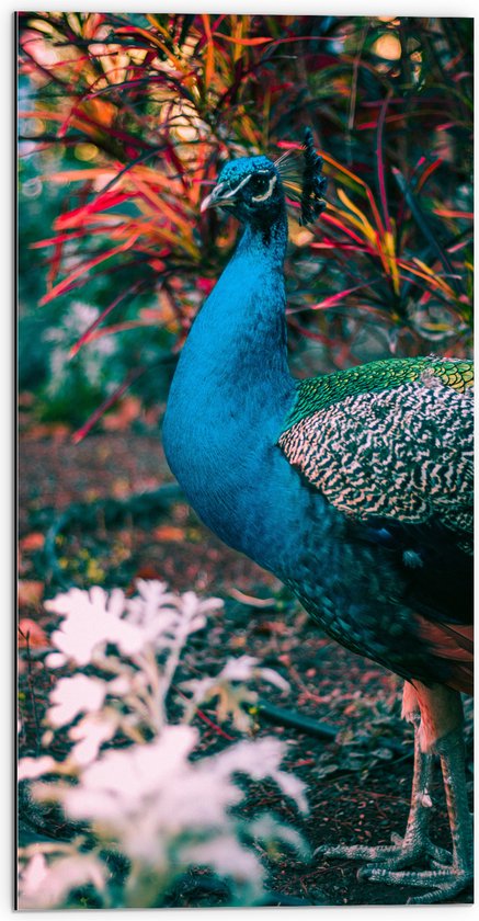 Dibond - Mooie pauw met Gekleurde Achtergrond - 50x100 cm Foto op Aluminium (Wanddecoratie van metaal)