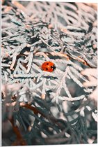 WallClassics - Acrylglas - Close-up van Lieveheersbeestje op Witte Takken van Bomen - 60x90 cm Foto op Acrylglas (Wanddecoratie op Acrylaat)