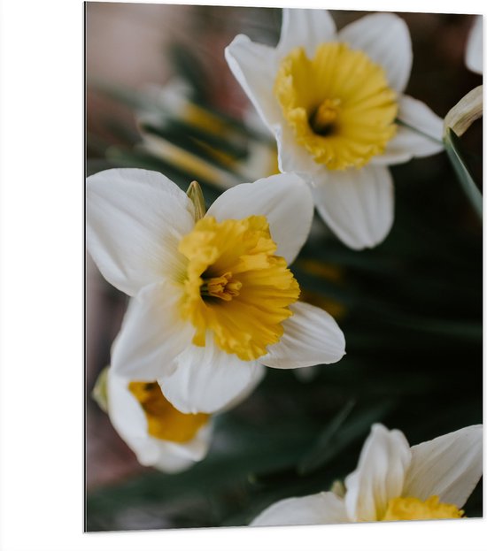 WallClassics - Dibond - Multiflora Narcis Bloem in het Wit/Geel - 75x100 cm Foto op Aluminium (Met Ophangsysteem)