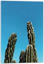 WallClassics - Acrylglas - Toppen van Cactussen tegen Blauwe Lucht - 40x60 cm Foto op Acrylglas (Wanddecoratie op Acrylaat)