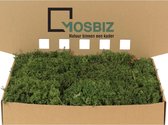 MosBiz Rendiermos Zilvermos Moss Green per 1000 gram voor decoraties en mosschilderijen