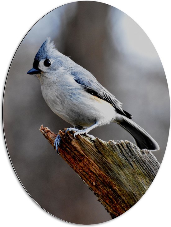 Dibond Ovaal - Blauwkleurige Vogeltje op Afgebroken Tak van Boom - 60x80 cm Foto op Ovaal (Met Ophangsysteem)