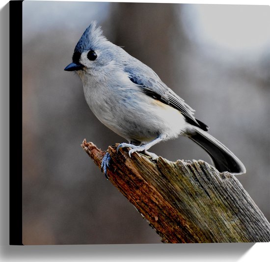 Canvas - Blauwkleurige Vogeltje op Afgebroken Tak van Boom - 40x40 cm Foto op Canvas Schilderij (Wanddecoratie op Canvas)