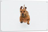 Tuinposter – Blij Springende Kleine Bruine Hond op Witte Achtergrond - 105x70 cm Foto op Tuinposter (wanddecoratie voor buiten en binnen)