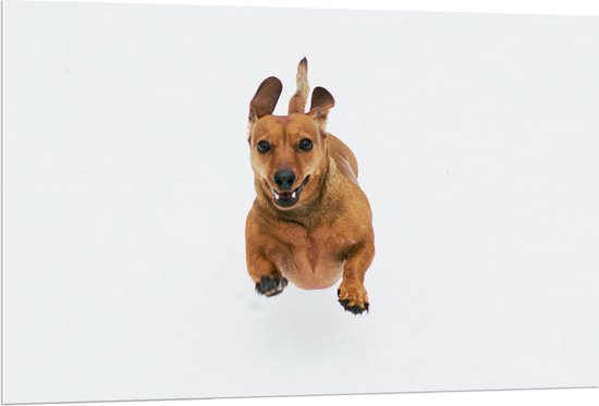 PVC Schuimplaat - Blij Springende Kleine Bruine Hond op Witte Achtergrond - 120x80 cm Foto op PVC Schuimplaat (Met Ophangsysteem)