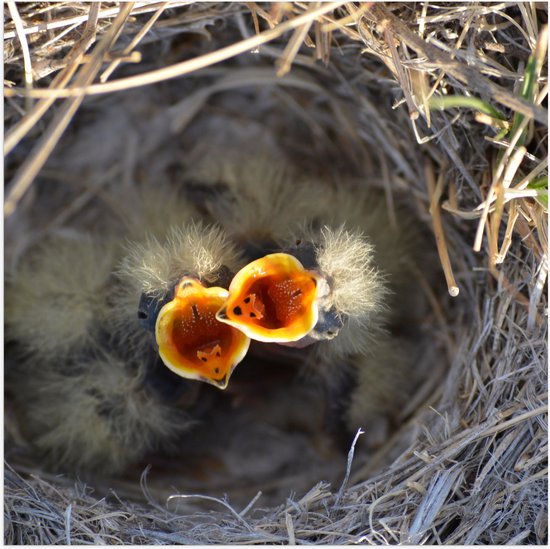 Poster (Mat) - Baby Vogels in Nest met Open Bek voor Eten - 80x80 cm Foto op Posterpapier met een Matte look