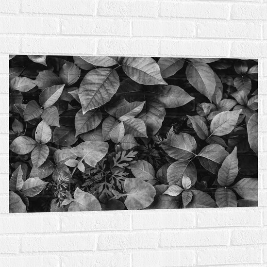 Muursticker - Zwart-Wit Foto van Bladeren - 90x60 cm Foto op Muursticker
