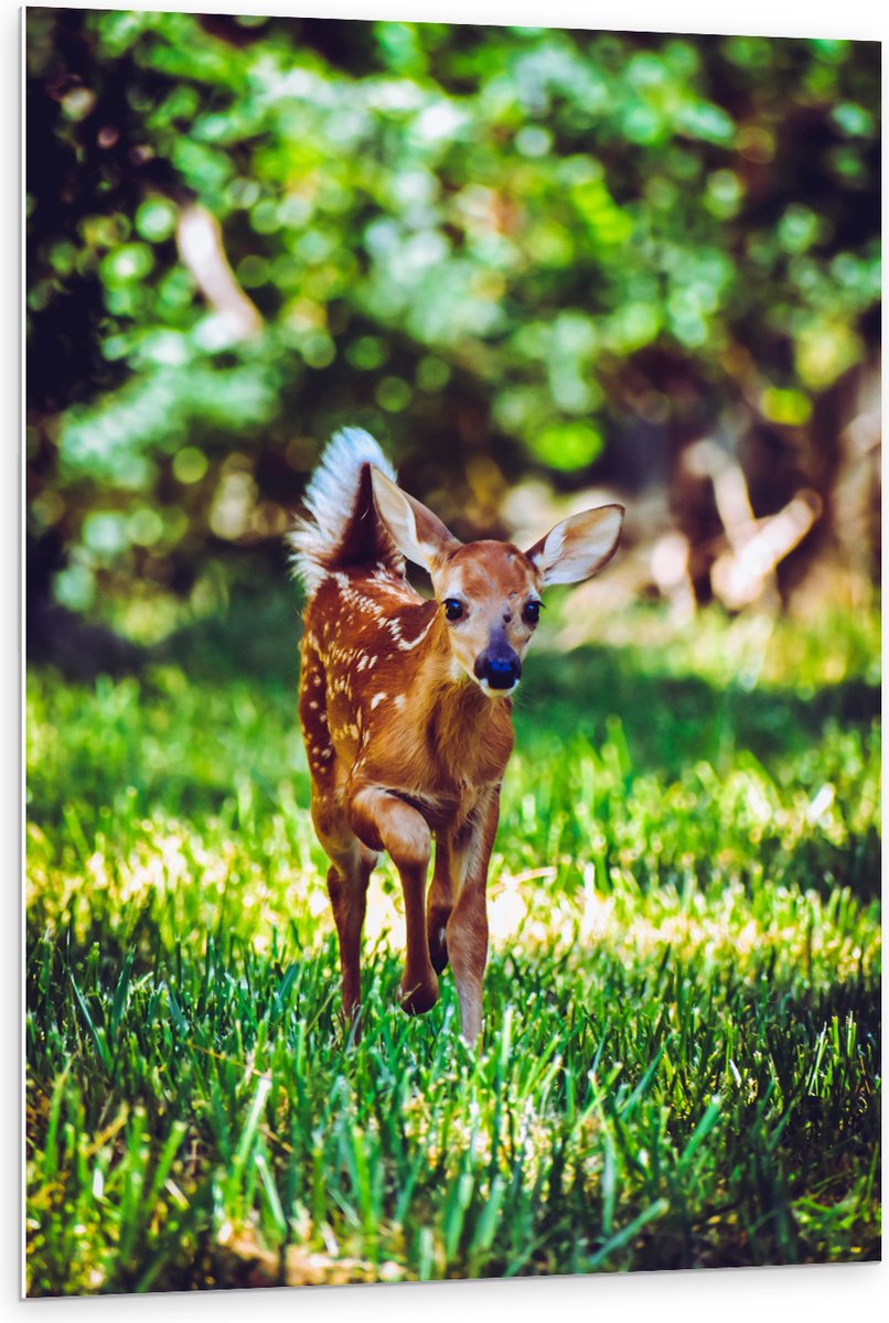 PVC Schuimplaat - Baby Hertje in Felkleurig Groen Gras - 80x120 cm Foto op PVC Schuimplaat (Met Ophangsysteem)