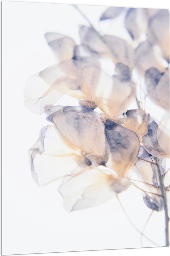 Acrylglas - Tekening van Paars met Oranje Bloemen tegen Witte Achtergrond - 100x150 cm Foto op Acrylglas (Wanddecoratie op Acrylaat)