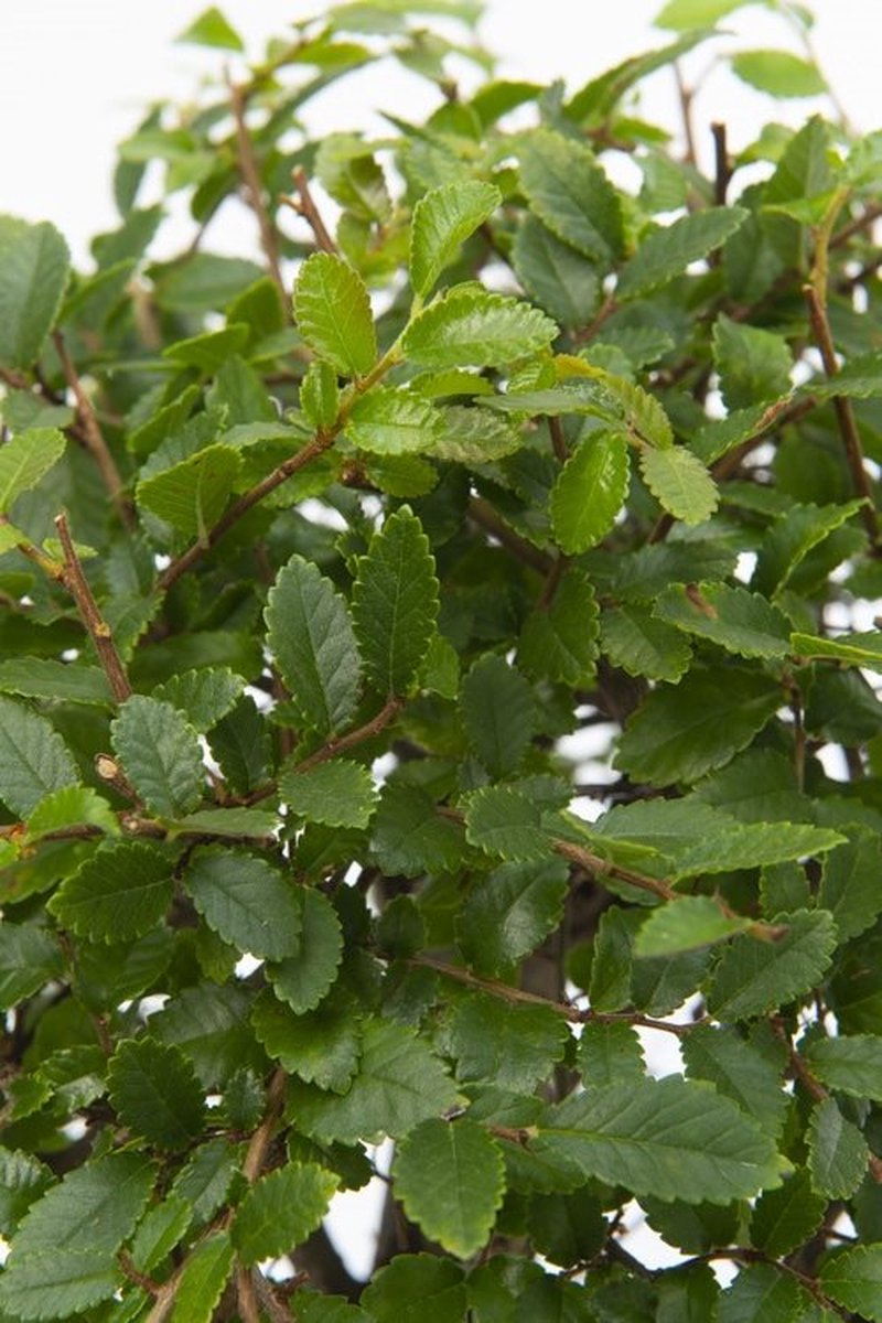 WL Plants Bonsai Zelkova Bonsai Boompje Kamerplanten Unieke