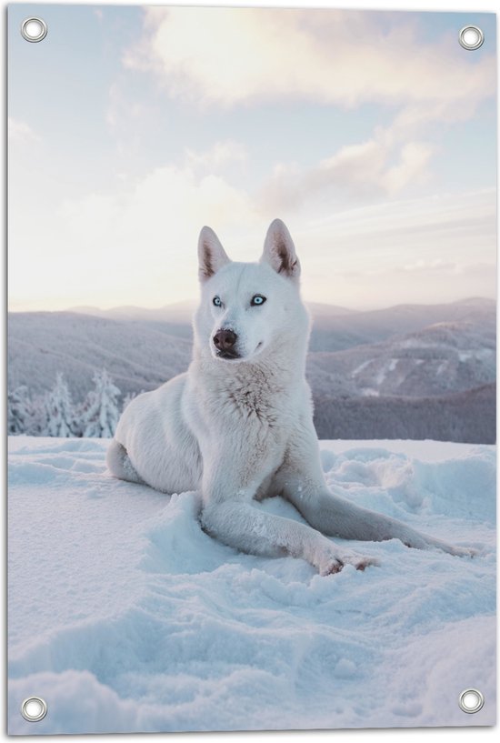 WallClassics - Tuinposter – Witte Husky Liggend in de Sneeuw op een Berg - 40x60 cm Foto op Tuinposter (wanddecoratie voor buiten en binnen)