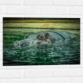 WallClassics - Muursticker - Zwemmend Nijlpaard - 60x40 cm Foto op Muursticker