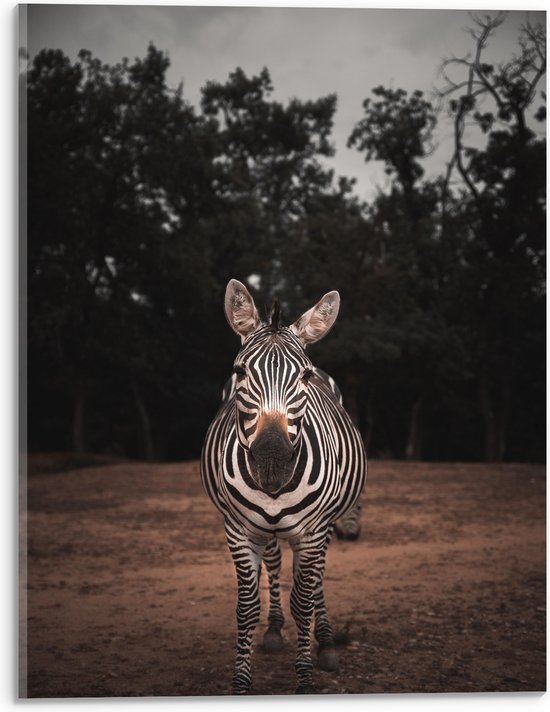 WallClassics - Acrylglas - Zebra in de Bossen - 30x40 cm Foto op Acrylglas (Met Ophangsysteem)
