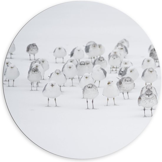 WallClassics - Dibond Muurcirkel - Witte Vogels in de Witte Sneeuw - 100x100 cm Foto op Aluminium Muurcirkel (met ophangsysteem)