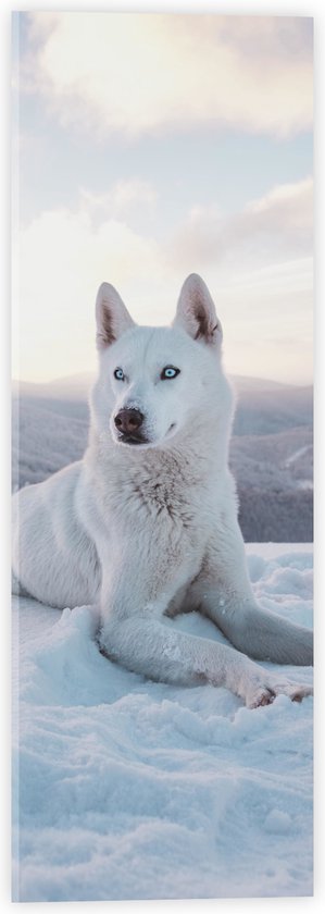 WallClassics - Acrylglas - Witte Husky Liggend in de Sneeuw op een Berg - 20x60 cm Foto op Acrylglas (Met Ophangsysteem)