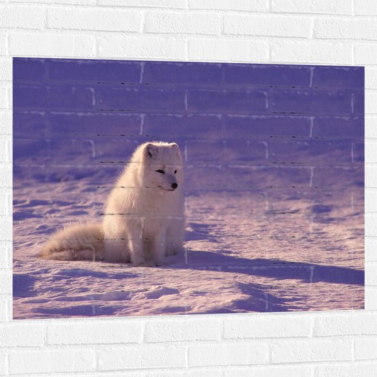 WallClassics - Muursticker - Witte Vos in de Sneeuw met Paarse Gloed - Poolvos - 100x75 cm Foto op Muursticker