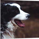 WallClassics - Panneau en mousse PVC - Chien Zwart et Witte avec gueule ouverte - Photo 80x80 cm sur panneau en mousse PVC (avec système de suspension)