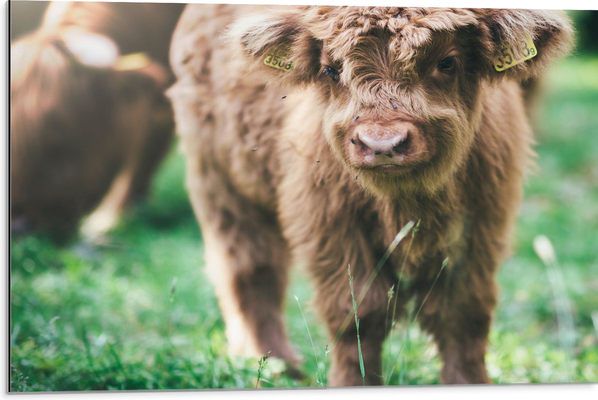 Dibond - Baby Schotse Hooglander met Oornummers - 75x50 cm Foto op Aluminium (Wanddecoratie van metaal)