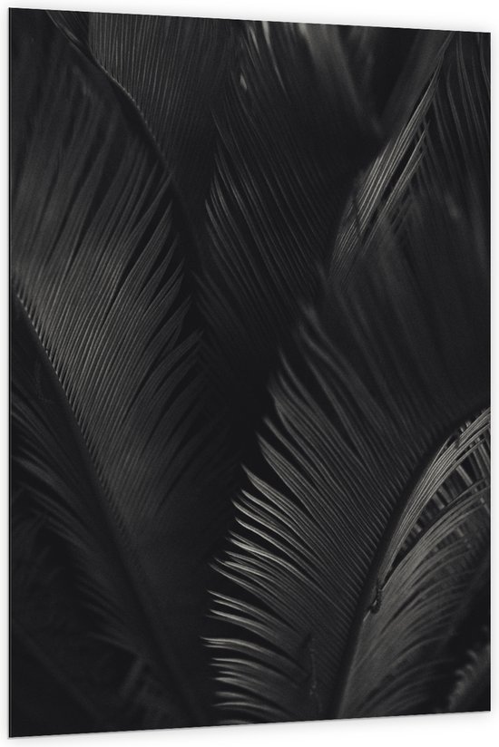 Dibond - Zwarte Veren - 100x150 cm Foto op Aluminium (Wanddecoratie van metaal)