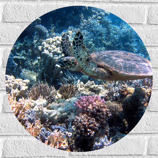 Muursticker Cirkel - Blije Schildpad Zwemmend tussen Verschillende Kleuren Koraal - 50x50 cm Foto op Muursticker