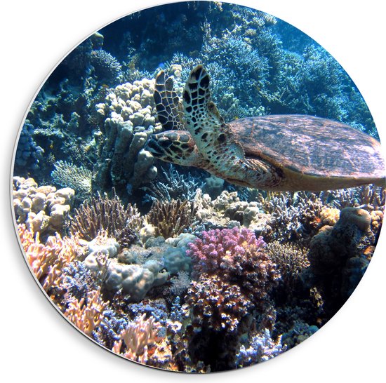 PVC Schuimplaat Muurcirkel - Blije Schildpad Zwemmend tussen Verschillende Kleuren Koraal - 40x40 cm Foto op Muurcirkel (met ophangsysteem)