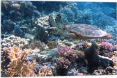 Vlag - Blije Schildpad Zwemmend tussen Verschillende Kleuren Koraal - 75x50 cm Foto op Polyester Vlag