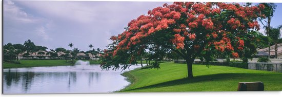 Dibond - Grote Boom met Rode Bloemen in Natuur Park - 90x30 cm Foto op Aluminium (Met Ophangsysteem)