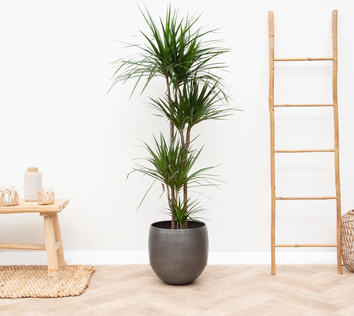 Dracaena Marginata XL - 150cm