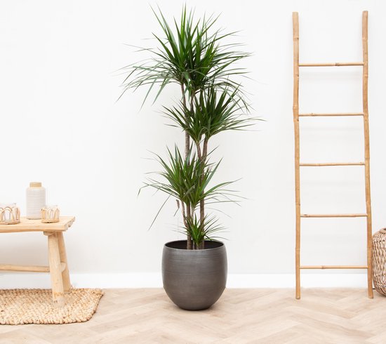 Dracaena Marginata XL - 150cm