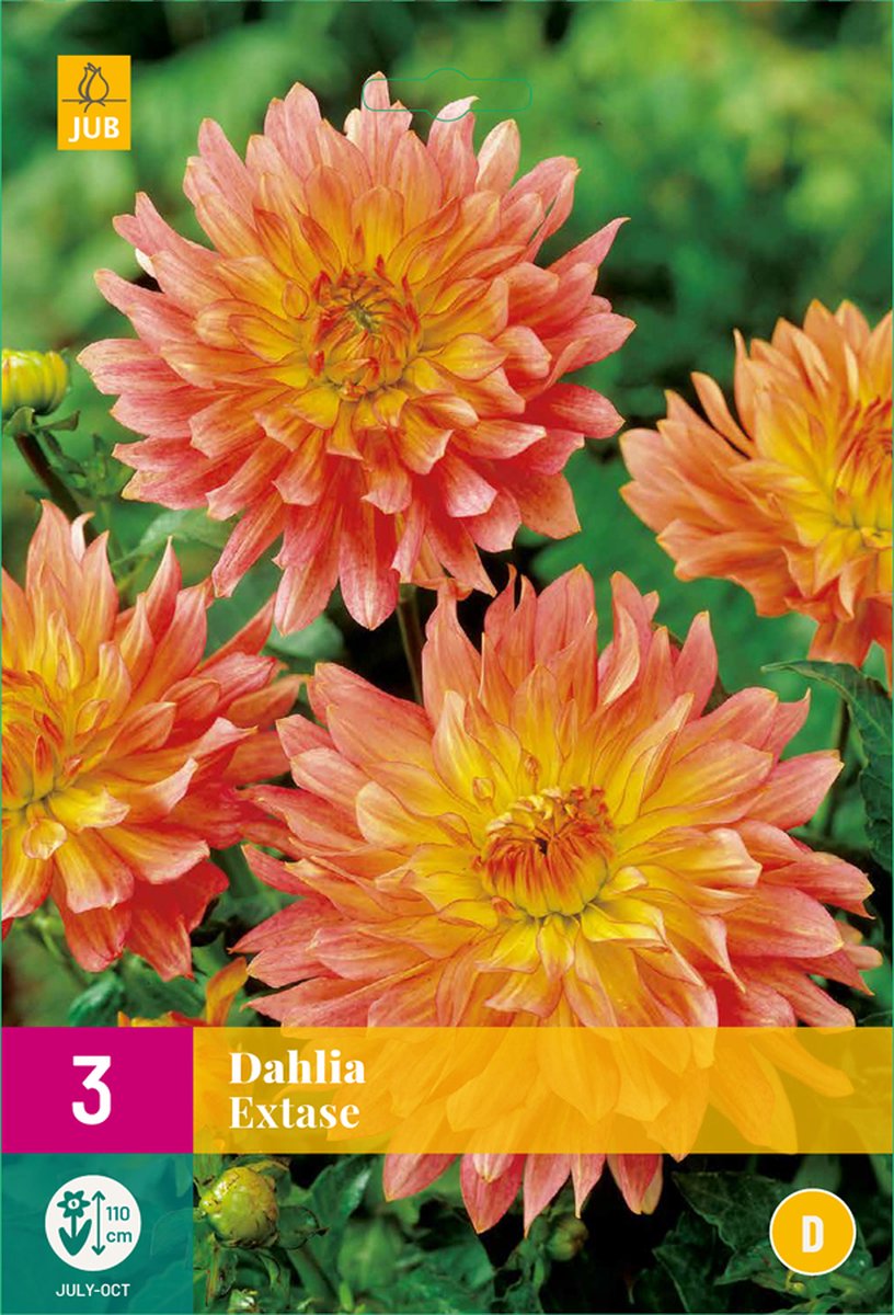 Dahlia Extase - 3st - Bloembollen - JUB Holland