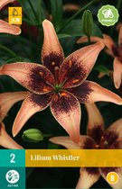 Lys siffleur - 2pcs - Bulbes de fleurs - JUB Holland