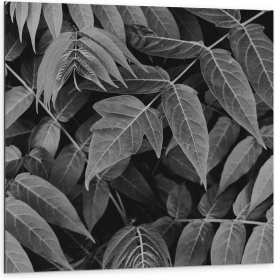 Dibond - Dichtgroeiende Planten (Zwart- wit) - 100x100 cm Foto op Aluminium (Wanddecoratie van metaal)