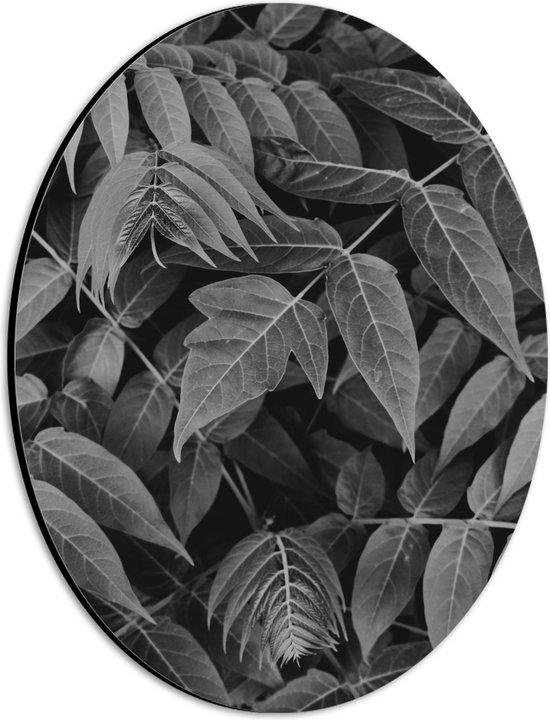 Dibond Ovaal - Dichtgroeiende Planten (Zwart- wit) - 21x28 cm Foto op Ovaal (Met Ophangsysteem)
