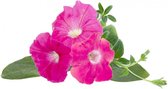 Click & Grow - Navulling pink petunia