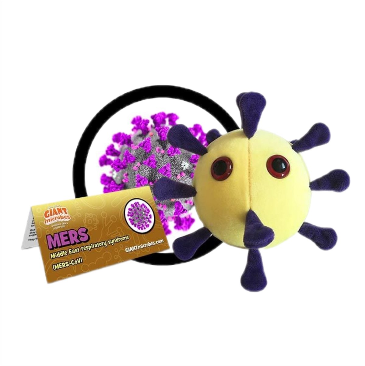 MERS (MERS-CoV)