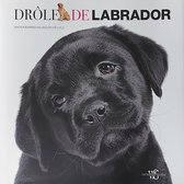 Drole de Labrador