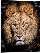 WallClassics - Panneau de mousse PVC - Lion de Barbarie à la lumière du jour - Photo 60x80 cm sur panneau de mousse PVC