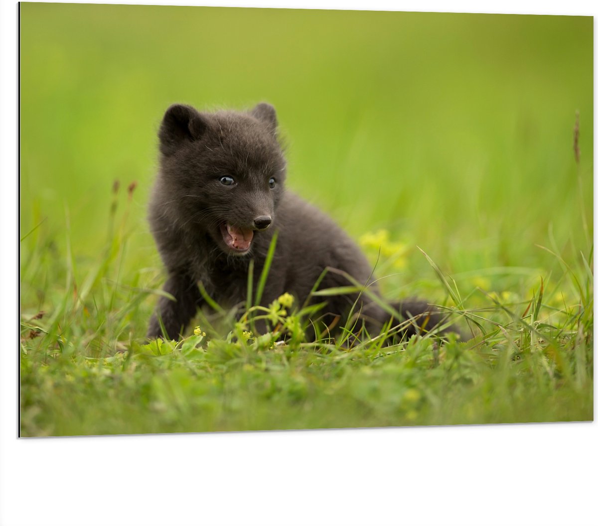 Dibond - Zwarte Baby Vos in het Gras - 100x75 cm Foto op Aluminium (Wanddecoratie van metaal)