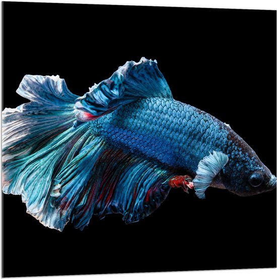 WallClassics - Acrylglas - Blauwe Kempvis met Zwarte Achtergrond - 100x100 cm Foto op Acrylglas (Met Ophangsysteem)