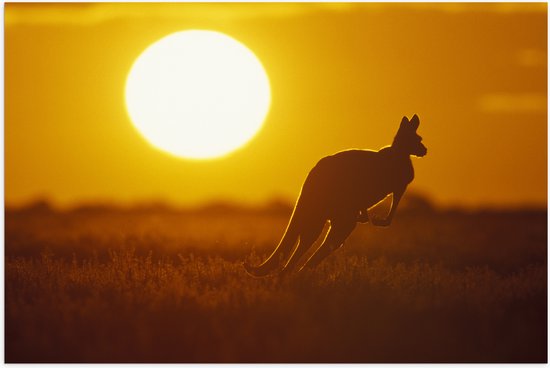 Poster Glanzend – Zonsondergang Silhouet van een Kangoeroe - 90x60 cm Foto op Posterpapier met Glanzende Afwerking